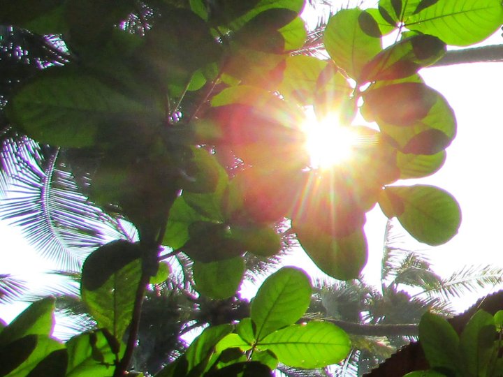 Light Through Leaves
