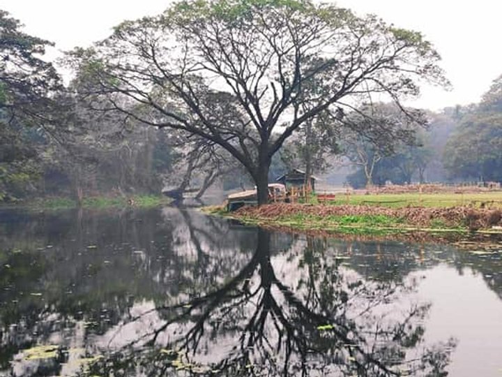 Reflection Tree
