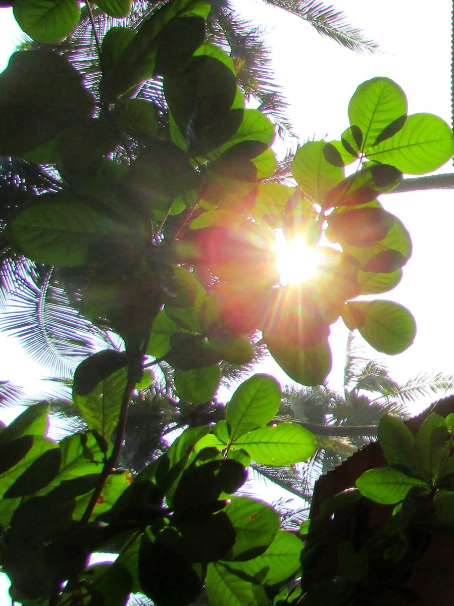 Light Through Leaves