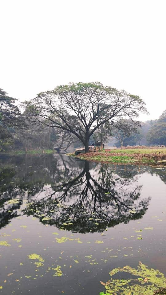 Reflection Tree